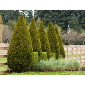 Borievka čínska (Juniperus chinensis) ´SPARTAN´ - výška 100-120 cm, kont. C10L