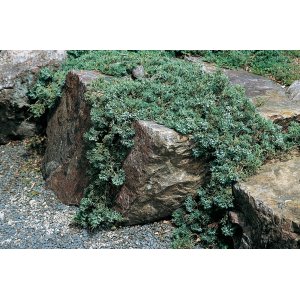 Borievka rozprestretá (Juniperus horizontalis) ´WILTONII´ - Ø 80-100 cm, kont. C10L