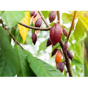 Kakaovník pravý (Theobroma cacao) - výška 50-60 cm, kont. C3L