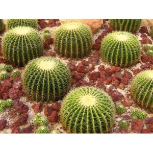 Echinokaktus grusonov (Echinocactus grusonii) - výška 30 cm, Ø 40-50 cm, kont. C35L - STARÝ A VZÁCNY EXEMPLÁR