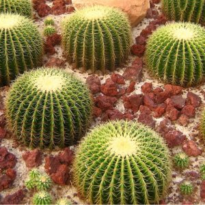 Echinokaktus grusonov (Echinocactus grusonii) - výška 30 cm, Ø 40-50 cm, kont. C35L - STARÝ A VZÁCNY EXEMPLÁR