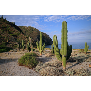 Kardón obrovský (Pachycereus pringlei) - výška 100-120 cm, kont.C40L (-4°C)