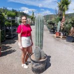 Kardón obrovský (Pachycereus pringlei) ´3v1´ - výška 120-140 cm, kont.C50L (-4°C) - STARÝ A VZÁCNY EXEMPLÁR 
