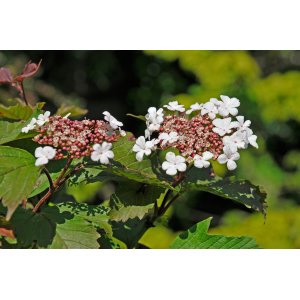 Kalina sargenteova (Viburnum sargentii) ´ONONDAGA´ - výška 80-100 cm, kont. C2L 