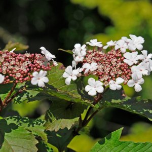 Kalina sargenteova (Viburnum sargentii) ´ONONDAGA´ - výška 80-100 cm, kont. C2L 