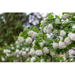Kalina obyčajná (Viburnum Opulus) ´ROSEUM´ - výška 40-60 cm, C3L 