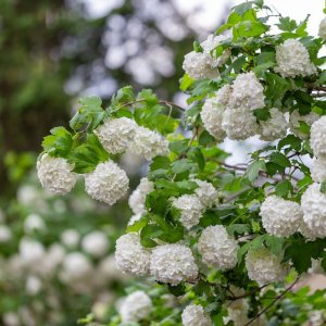 Kalina obyčajná (Viburnum Opulus) ´ROSEUM´ - výška 30-50 cm, C3L 