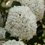 Kalina obyčajná (Viburnum opulus) ´ESKIMO´, výška 70-100 cm, kont. C3L - NA KMIENKU