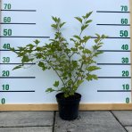 Kalina obyčajná (Viburnum opulus) ´COMPACTUM´, výška: 40-60 cm, C5L