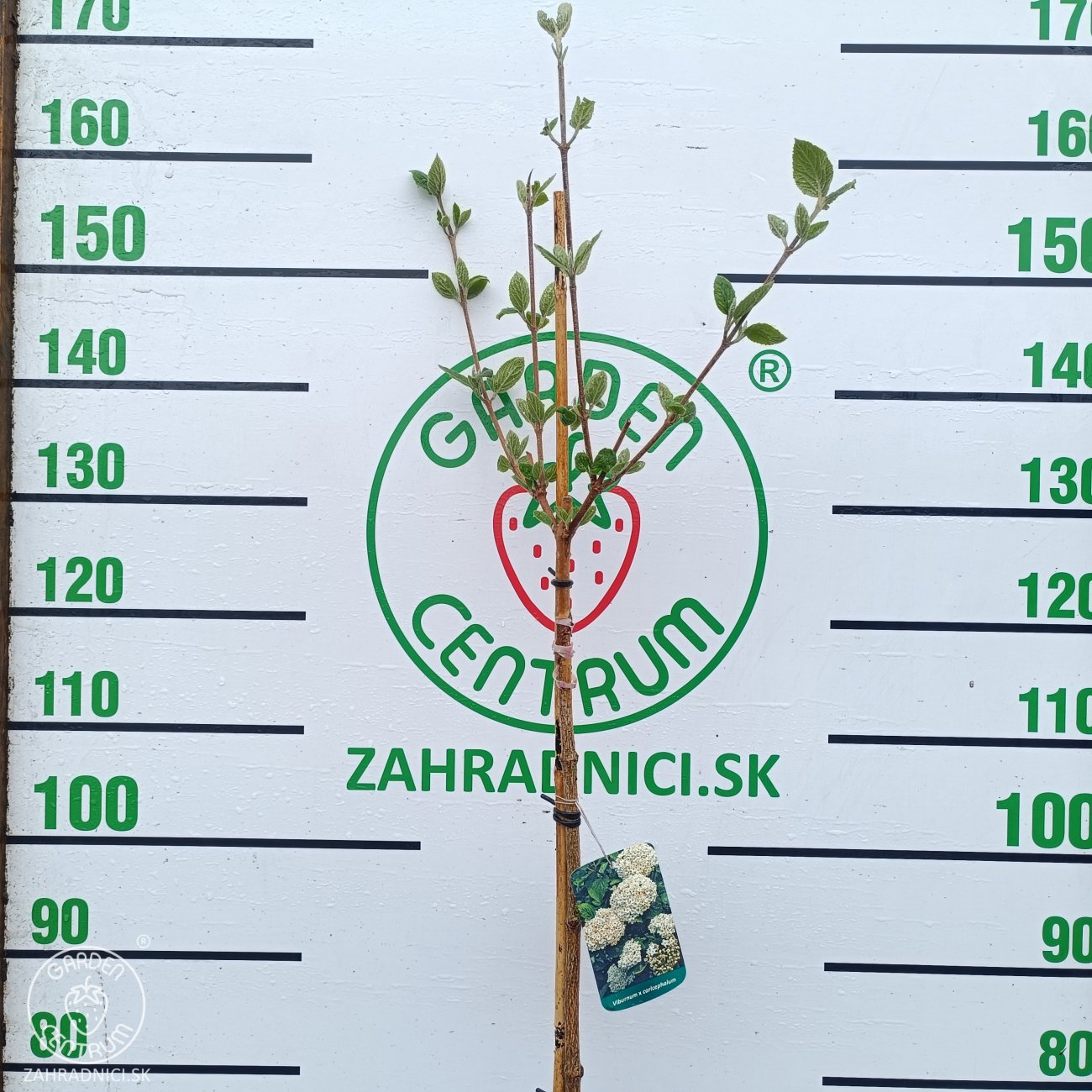 Obrázok Kalina anglická (Viburnum carlcephalum) - výška 130-160, kont. C4L - NA KMIENKU