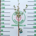 Kalina anglická (Viburnum carlcephalum) - výška 130-160, kont. C4L - NA KMIENKU