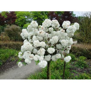 Kalina obyčajná (Viburnum opulus) ´ESKIMO´ - výška 130-150 cm, kont. C7.5L - NA KMIENKU