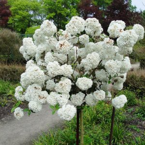 Kalina obyčajná (Viburnum opulus) ´ESKIMO´, výška 70-100 cm, kont. C3L - NA KMIENKU