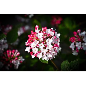 Kalina modroplodá (Viburnum tinus) ´EVE PRICE´ - výška 20-30 cm, kont. C2L (-18°C) 