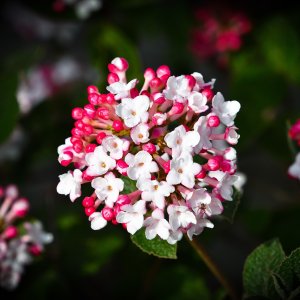 Kalina modroplodá (Viburnum tinus) ´EVE PRICE´ výška 20-30 cm, kont. C2L (-18°C) 