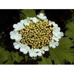Kalina obyčajná (Viburnum opulus) ´COMPACTUM´ - výška 40-60 cm, C5L