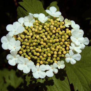 Kalina obyčajná (Viburnum opulus) ´COMPACTUM´  - výška 40-60 cm, C2L