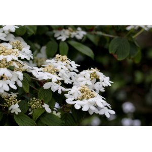 Kalina japonská (Viburnum plicatum) ´CASCADE´ - výška 90-120 cm, kont. C2L 