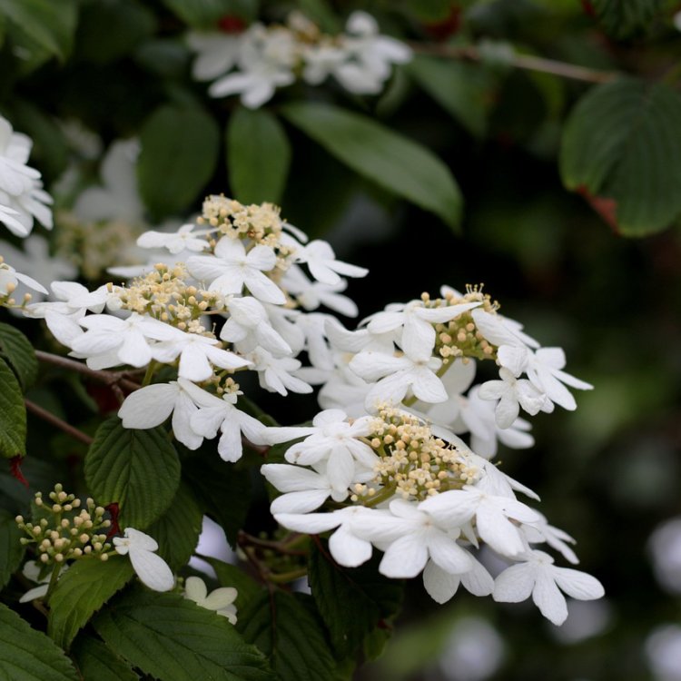 Kalina japonská (Viburnum plicatum) ´CASCADE´ - výška 90-120 cm, kont. C2L 