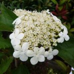 Kalina obyčajná (Viburnum opulus) ´COMPACTUM´, výška: 40-60 cm, C5L