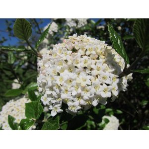 Kalina anglická (Viburnum carlcephalum) - výška 130-150, kont. C4L - NA KMIENKU