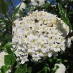 Kalina anglická (Viburnum carlcephalum) - výška 130-160, kont. C4L - NA KMIENKU