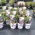 Kalmia širokolistá (Kalmia latifolia) ‘MITTERNACHT’  - výška 20-30 cm, kont.C3L