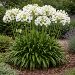 Kalokvet biely (Agapanthus umbellatus) ´ALBUS´ - výška 60-70 cm, kont. C3L