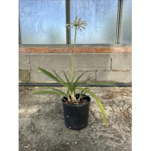 Kalokvet biely (Agapanthus umbellatus) ´ALBUS´ - výška 30-40 cm, kont. C3L