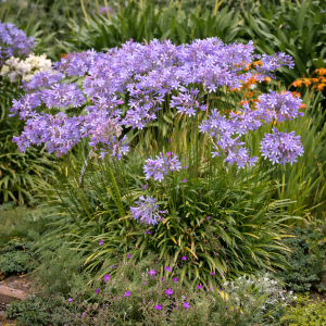 Kalokvet modrý (Agapanthus umbellatus) ´AZUREUM´ - výška 30-50 cm, kont. C3L