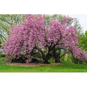 Sakura ozdobná (Prunus serrulata) ´KANZAN´ výška: 250-350 cm, obvod kmeňa: 14/18 cm, kont. C150L - VIACKMENNÁ