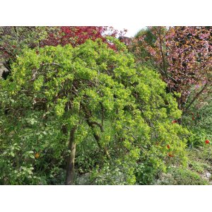 Karagana sibírska (Caragana arborescens) ´PENDULA´ 150-180 cm, kont. C7.5L 