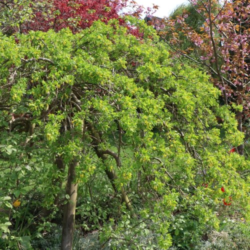 Karagana sibírska (Caragana arborescens) ´PENDULA´ výška: 100-130 cm, obvod kmeňa: 4/6 cm, kont. C7.5L 