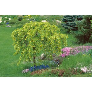Karagana sibírska (Caragana arborescens) ´PENDULA´ výška: 160-180 cm, obvod kmeňa: 4/6 cm, kont. C7.5L 