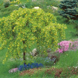Karagana sibírska (Caragana arborescens) ´PENDULA´ výška: 70-120 cm, obvod kmeňa: 4/6 cm, kont. C7.5L 