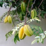 Karambola - Čínska hviezda (Averrhoa carambola) ´ARKINS´ - výška 140-170 cm, kont. C10L