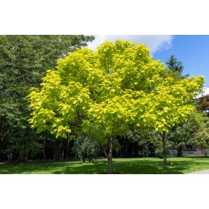 Katalpa bignóniovitá (Catalpa bignonioides) ´AUREA´ - výška 250-300 cm, obvod kmeňa 8/10 cm, kont. C18L
