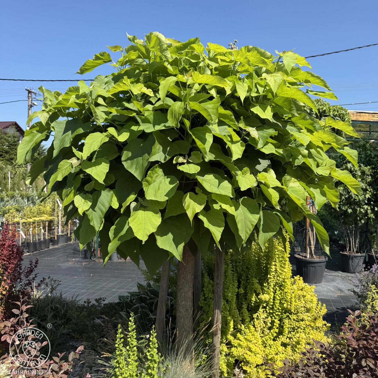 Obrázok Katalpa bignóniovitá (Catalpa bignonioides) ´NANA´ - výška 290-320 cm, obvod kmeňa 8/10 cm, kont. C30L