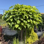 Katalpa bignóniovitá (Catalpa bignonioides) ´NANA´ - výška 290-320 cm, obvod kmeňa 8/10 cm, kont. C30L