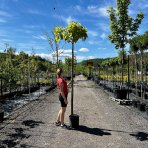 Katalpa bignóniovitá (Catalpa bignonioides) ´AUREA´ - výška 250-300 cm, obvod kmeňa 8/10 cm, kont. C18L