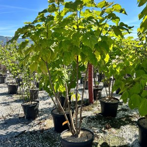 Katalpa bignóniovitá (Catalpa bignonioides) - výška 200-250 cm, kont. C45L - VIACKMENNÁ