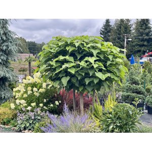Katalpa bignóniovitá (Catalpa bignonioides) ´NANA´ - výška 80-100 cm, obvod kmeňa 10/12 cm, kont. C15L