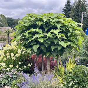 Katalpa bignóniovitá (Catalpa bignonioides) ´NANA´ - výška 200-250 cm, kont. C5L