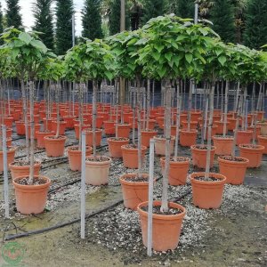 Katalpa bignóniovitá (Catalpa bignonioides) ´NANA´ - výška 180-200 cm, obvod kmeňa 10/12cm, kont. C18L