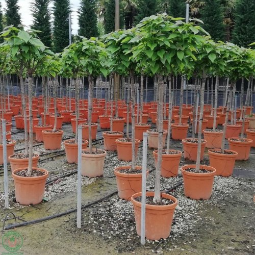 Katalpa bignóniovitá (Catalpa bignonioides) ´NANA´ - výška 180-200 cm, obvod kmeňa 10/12cm, kont. C18L