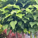 Katalpa bignóniovitá (Catalpa bignonioides) ´NANA´ - výška 200-250 cm, kont. C5L