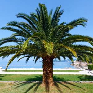 Palmy