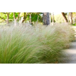 Kavyľ (Stipa tenuissima) ´PONYTAILS´ kont. P9