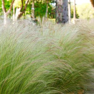 Kavyľ (Stipa tenuissima) ´PONYTAILS´, kont. P9