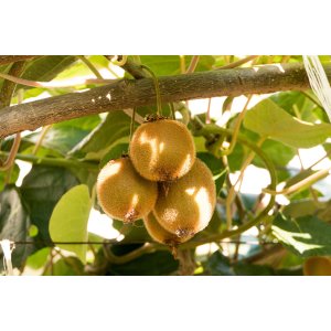 Aktinídia pravá - kiwi (Actinídia deliciosa) ´SOLISSIMO´® - výška 180-200 cm, kont. C3L - SAMOOPELIVÁ